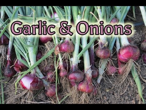 how to dry onions after harvest