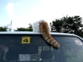 しっぽ