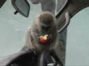 Monkey visits ElephantVoices field vehicle