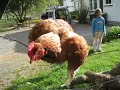 Daredevil Chicken