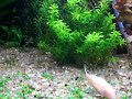 aquario plantado c/ coridoras hastatus, 1 cori albina, 1 cori schwartzi, 2 otos e etc... 
