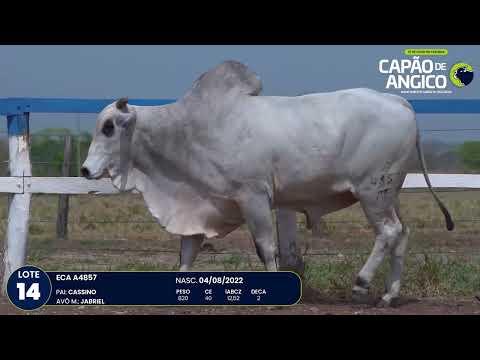 9 De Olho na Fazenda Capo do Angico