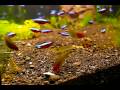 Amano shrimp vs Cardinal tetra vs Rummy-nose tetra