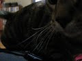 Snooch Attack