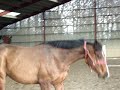 Pompon le Mouton :)