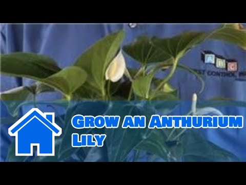 how to replant anthurium