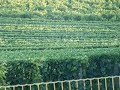 cote du rhone  la vérité