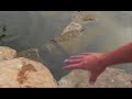 How to Build a Pond Part II