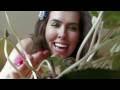 videos de Britney Spears WOMANIZER parody 