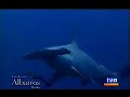 Tiburones
