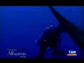 Tiburones