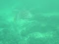 Turtle\ Turtle\