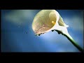 slow motion clips