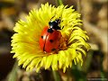 Mari song \"?o?o pagyt\" (Springtime)