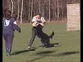 IPO training ('Internationale Prüfungs- Ordnung' or 'Schutzhund') consists of three disciplines: 1) Tracking , 2) Obedience and 3) Protection work (defence). Here David is trained defence work at 'NVBH Kringgroep Assen', the Netherlands. The 'pakwerker' is Jos Nijhuis, the trainer is David's breeder Peter Kremer.