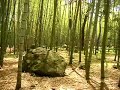 Beppu park bamboo grove Beppu park bamboo grove