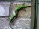 Strange Lizards