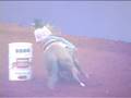 videos de taylor carver and popastop win nbha open worlds 2006