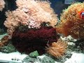 My 40 Gal. Reef Tank