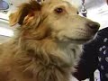 Kate Amara Becomes Mobile Dog Groomer