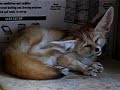 Fennec-fox-which-doe