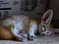 Fennec-fox-which-doe