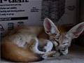 Fennec-fox-which-doe