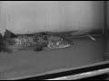 Lingcod Feeding Lingcod Feeding