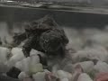 Turtle in Theatre Turtle in Theatre