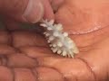 Growing a Giant Clam Growing a Giant Clam