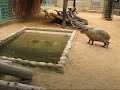 Capybara Family Affair Part2