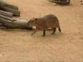 Capybara Family Affair Part2