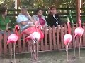 Marching Flamingos