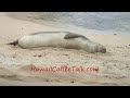 Hawaiian Monk Seal Hawaiian Monk Seal