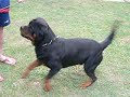 ROTTWEILER ARGENTINA FAUSTO VOM HAUSE EDELSTEIN