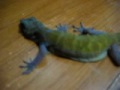 My golden malysian gecko Tina!
