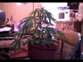 Plantita Plantita