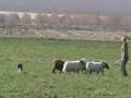 videos de Cedar Herding 11/16/08