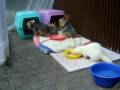 videos de Binkie