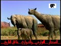 القوارض والضواري - ما قبل التاريخ ! - 2