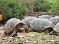 Giant Tortoises of the Galapagos Islands