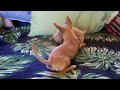 Vaihere and Manini playing on the bed.