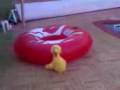 Big Birds Disasters Episode 2