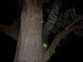 Racoon in a Tree