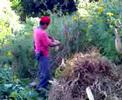 campesinos cortando maiz
