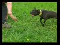 Beltza (APBT)