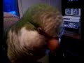 sophie the shy quaker.mp4