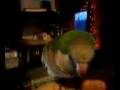 sophie the shy quaker.mp4