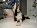 videos de The Dail Howl:The Pilot 12-1-08