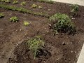 My Vegetable Garden My Vegetable Garden